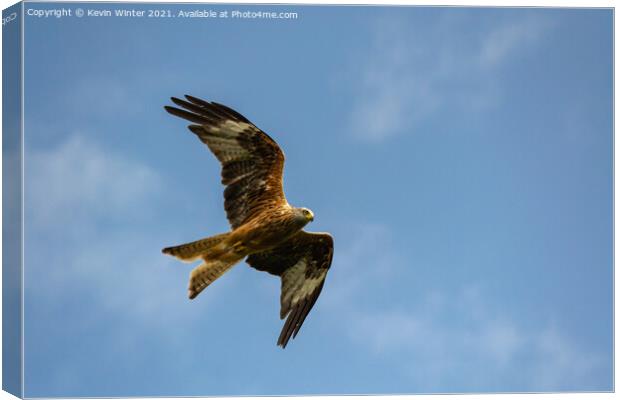 Red Kite in flight Canvas Print by Kevin Winter