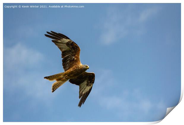 Red Kite in flight Print by Kevin Winter