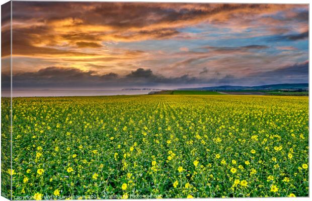 Chale Rapeseed Sunset Isle Of Wight Canvas Print by Wight Landscapes