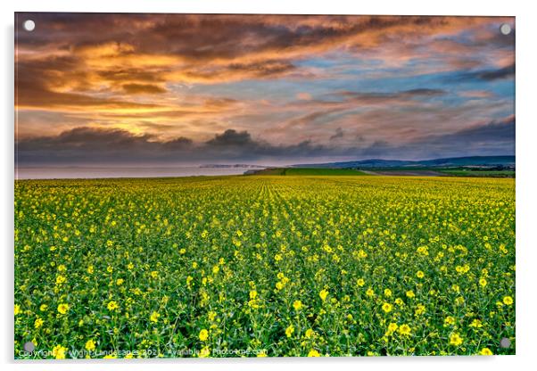 Chale Rapeseed Sunset Isle Of Wight Acrylic by Wight Landscapes