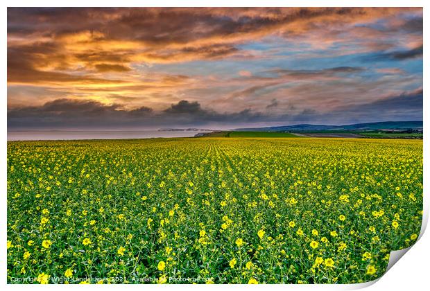 Chale Rapeseed Sunset Isle Of Wight Print by Wight Landscapes