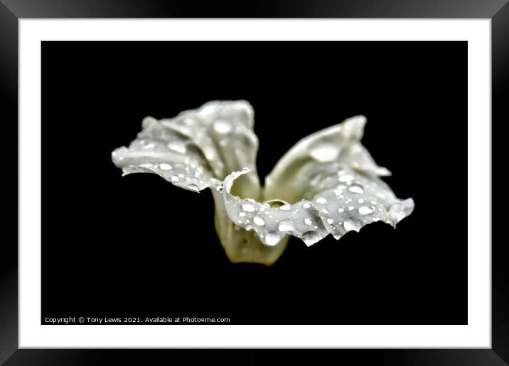 Rain drops on wild flower Framed Mounted Print by Tony Lewis