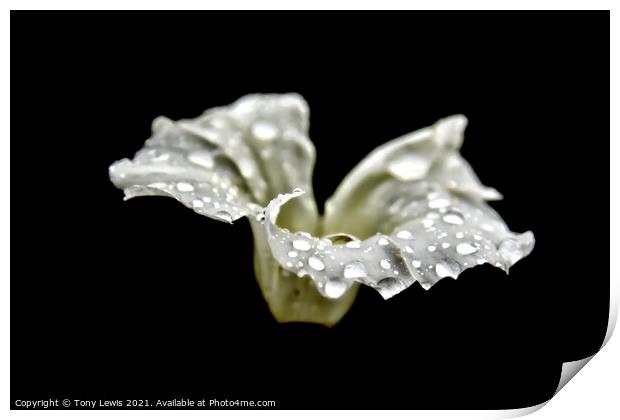 Rain drops on wild flower Print by Tony Lewis