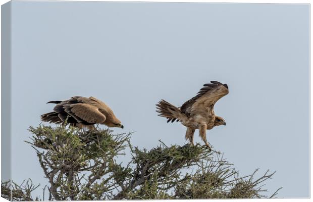 Two Tawny Eagles in a Tree, No. 1 Canvas Print by Belinda Greb