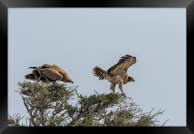 Two Tawny Eagles in a Tree, No. 1 Framed Print by Belinda Greb