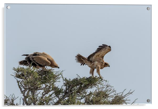 Two Tawny Eagles in a Tree, No. 1 Acrylic by Belinda Greb