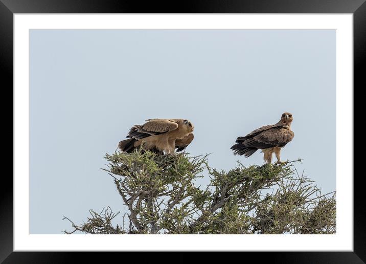 Two Tawny Eagles in a Tree, No. 2 Framed Mounted Print by Belinda Greb