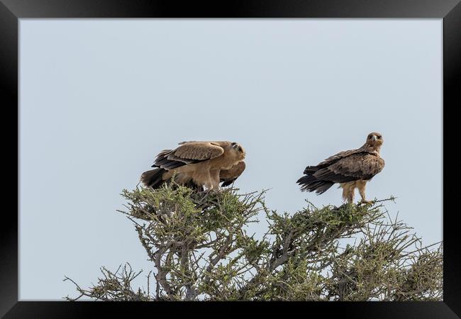 Two Tawny Eagles in a Tree, No. 2 Framed Print by Belinda Greb