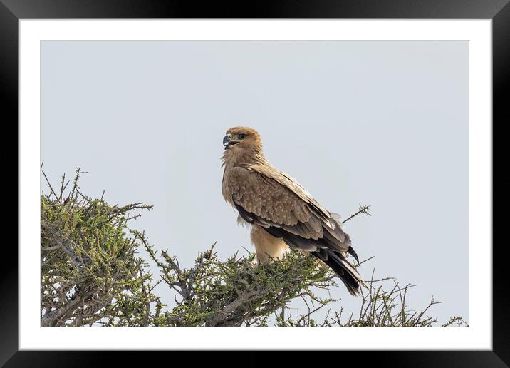 Tawny Eagle on a Tree, No. 2 Framed Mounted Print by Belinda Greb
