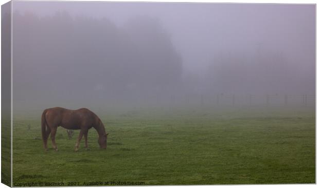 Horse in the fog Canvas Print by eacmich 
