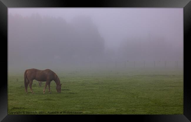 Horse in the fog Framed Print by eacmich 