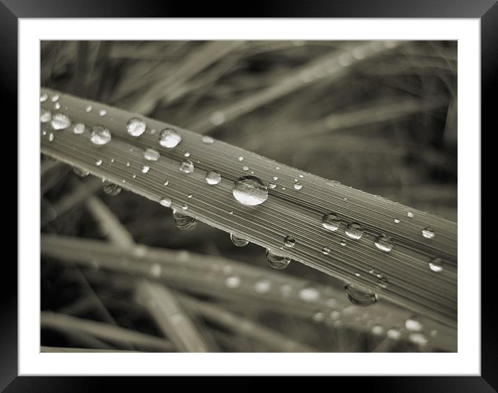 mono droplets Framed Mounted Print by Heather Newton