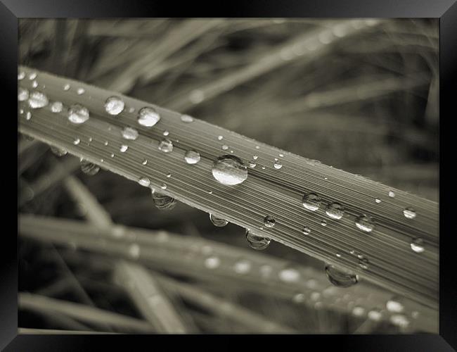 mono droplets Framed Print by Heather Newton