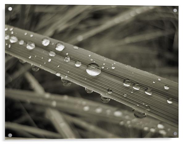 mono droplets Acrylic by Heather Newton
