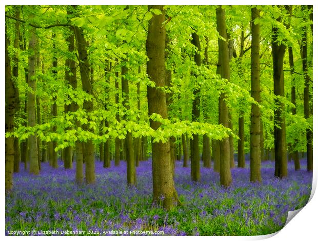 Bluebell Carpet Print by Elizabeth Debenham