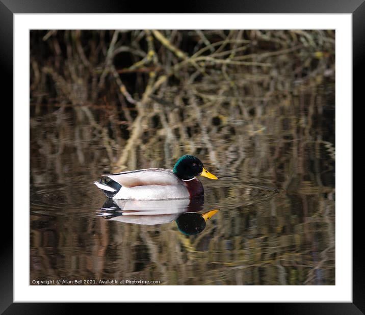 Mallard Drake and Reflection Framed Mounted Print by Allan Bell