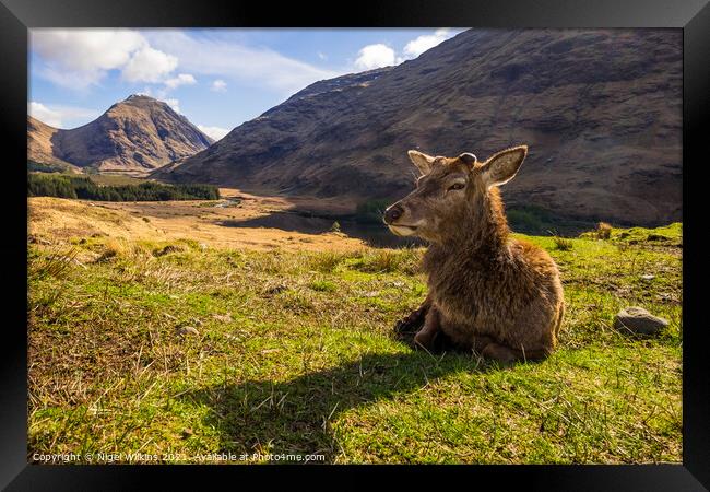 Red Deer resting Framed Print by Nigel Wilkins