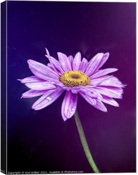 Purple flower Canvas Print by Sue Walker