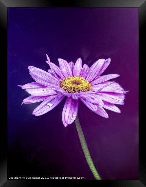 Purple flower Framed Print by Sue Walker
