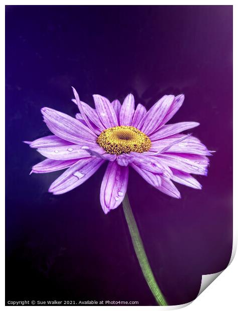 Purple flower Print by Sue Walker