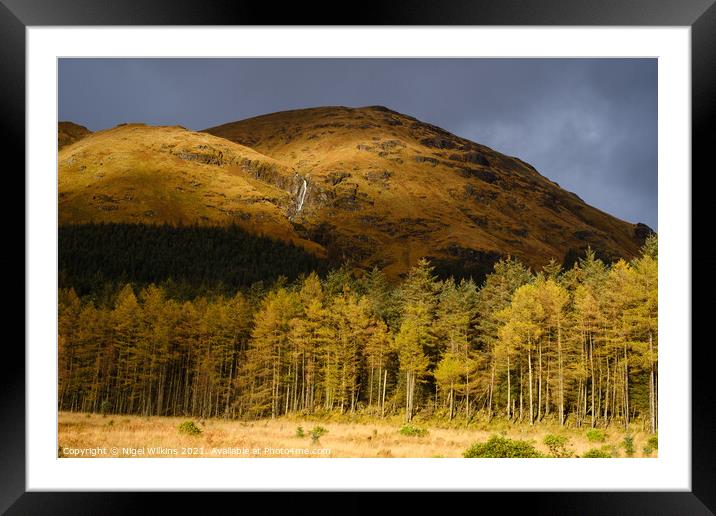 Sunlit Pine Forest Framed Mounted Print by Nigel Wilkins