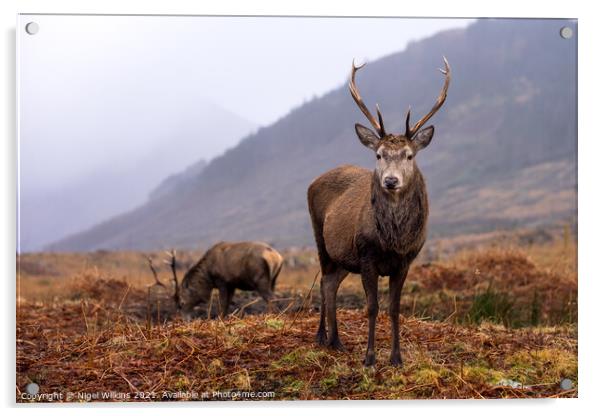 Red Deer Stags Acrylic by Nigel Wilkins