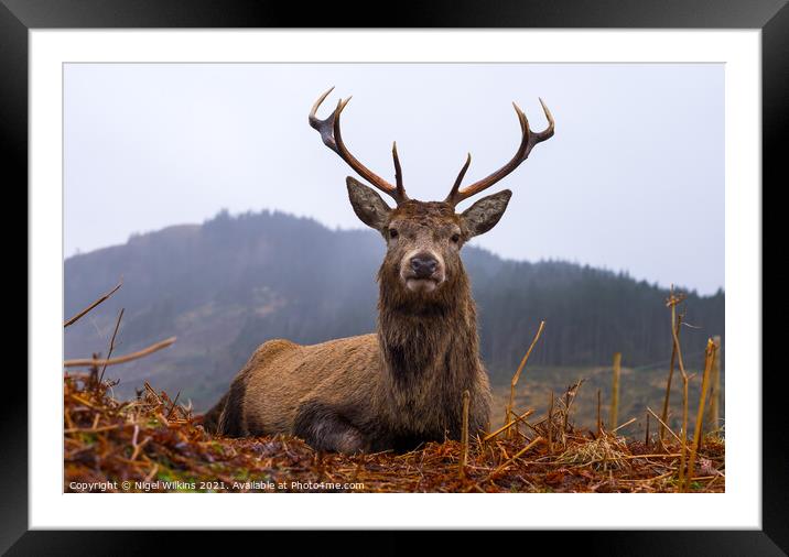 Red Deer Stag, Scottish Highlands Framed Mounted Print by Nigel Wilkins