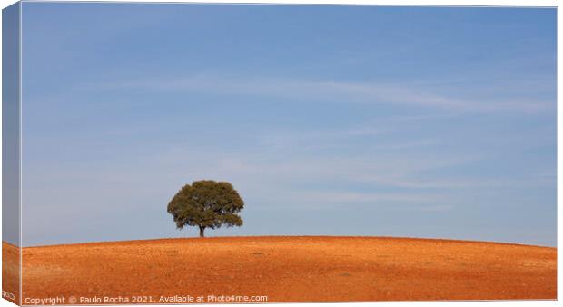 A lonely tree, typical Alentejo landscape Canvas Print by Paulo Rocha