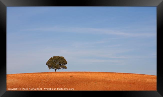 A lonely tree, typical Alentejo landscape Framed Print by Paulo Rocha