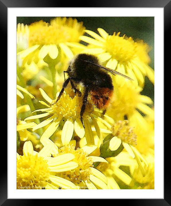 Bee on yellow flower Framed Mounted Print by Sandra Day