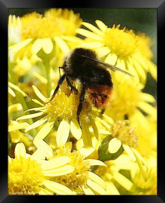 Bee on yellow flower Framed Print by Sandra Day