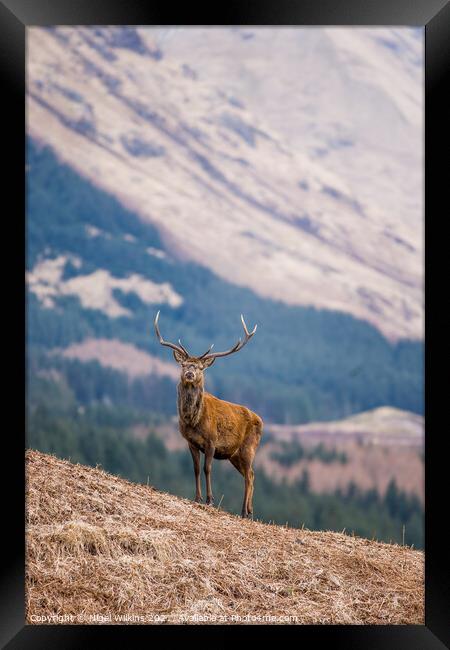 Red Deer Stag Framed Print by Nigel Wilkins