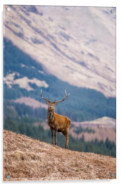 Red Deer Stag Acrylic by Nigel Wilkins