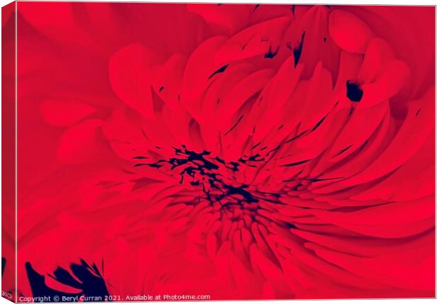 Passion in Bloom Canvas Print by Beryl Curran