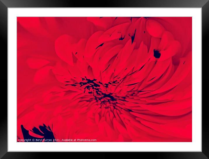 Passion in Bloom Framed Mounted Print by Beryl Curran