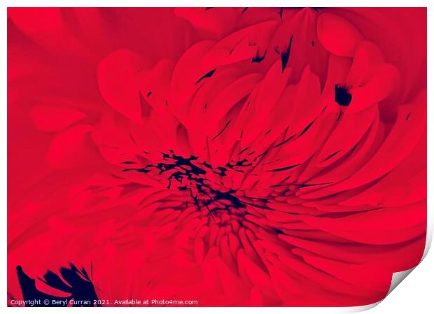 Passion in Bloom Print by Beryl Curran