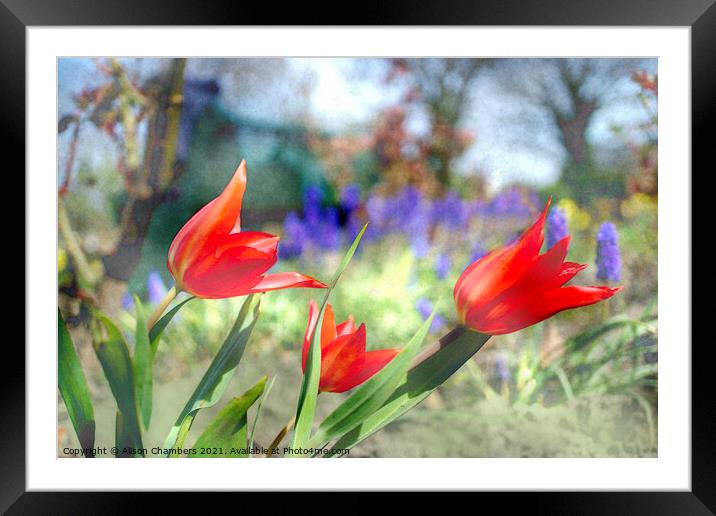 Spring Winds Framed Mounted Print by Alison Chambers