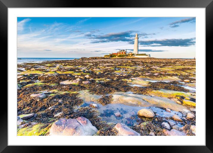 st marys lighthouse Framed Mounted Print by chris smith
