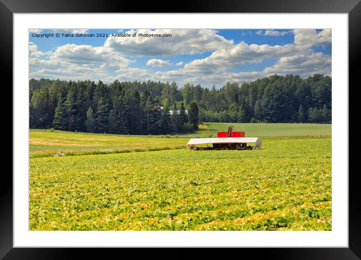 Harvesting Cucumber with Cucumber Flyer Framed Mounted Print by Taina Sohlman