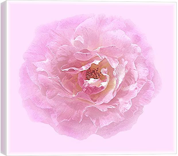 A Pink Centifolia Rose. Canvas Print by paulette hurley