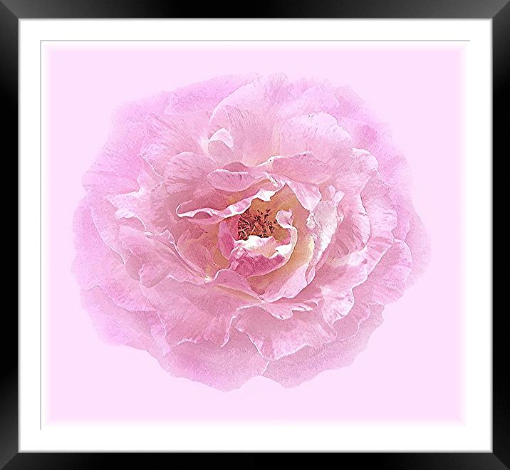 A Pink Centifolia Rose. Framed Mounted Print by paulette hurley