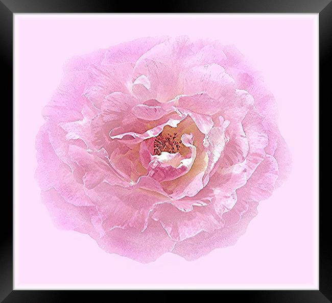 A Pink Centifolia Rose. Framed Print by paulette hurley
