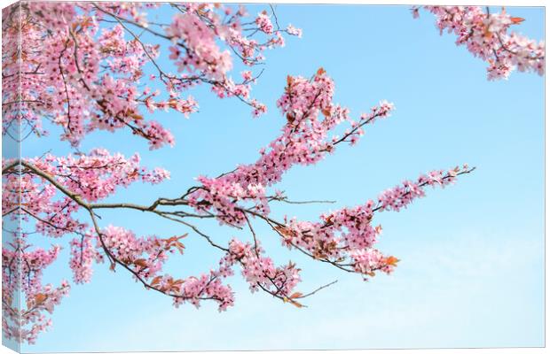 Cherry Blossom Tree Branches Canvas Print by Svetlana Sewell