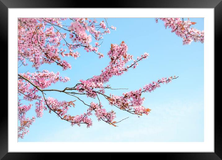 Cherry Blossom Tree Branches Framed Mounted Print by Svetlana Sewell