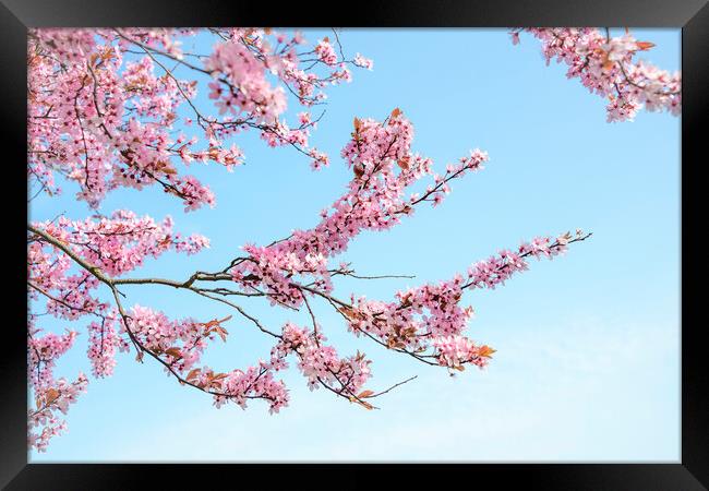Cherry Blossom Tree Branches Framed Print by Svetlana Sewell