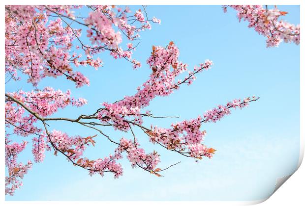 Cherry Blossom Tree Branches Print by Svetlana Sewell