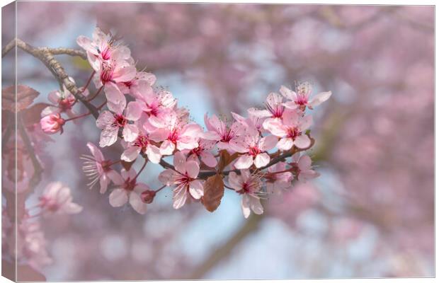 Cherry Blossom Branch Canvas Print by Svetlana Sewell