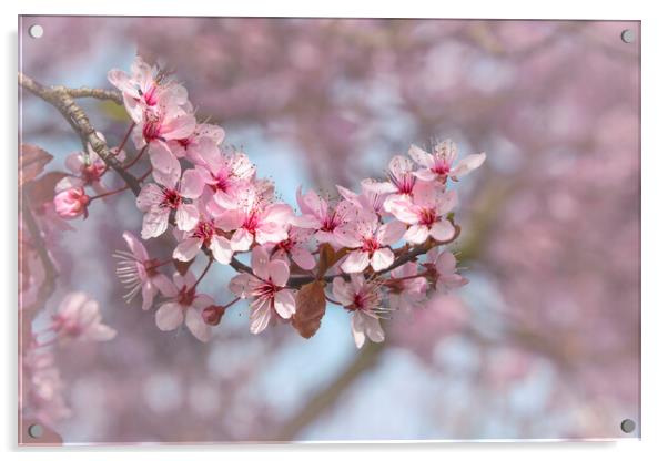 Cherry Blossom Branch Acrylic by Svetlana Sewell