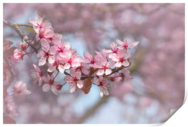 Cherry Blossom Branch Print by Svetlana Sewell