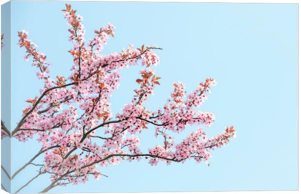 Cherry Blossom Tree Canvas Print by Svetlana Sewell
